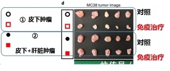 小鼠|让肺癌治疗失效的元凶竟然是它!逆转方法如此简单—抗癌管家