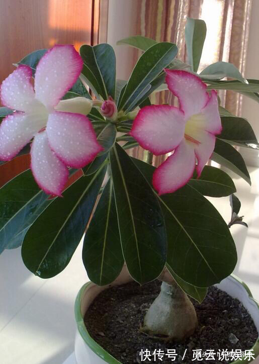 潮湿|刚买回的盆栽，如何浇水、晒太阳、养护简单“3步”，越养越旺