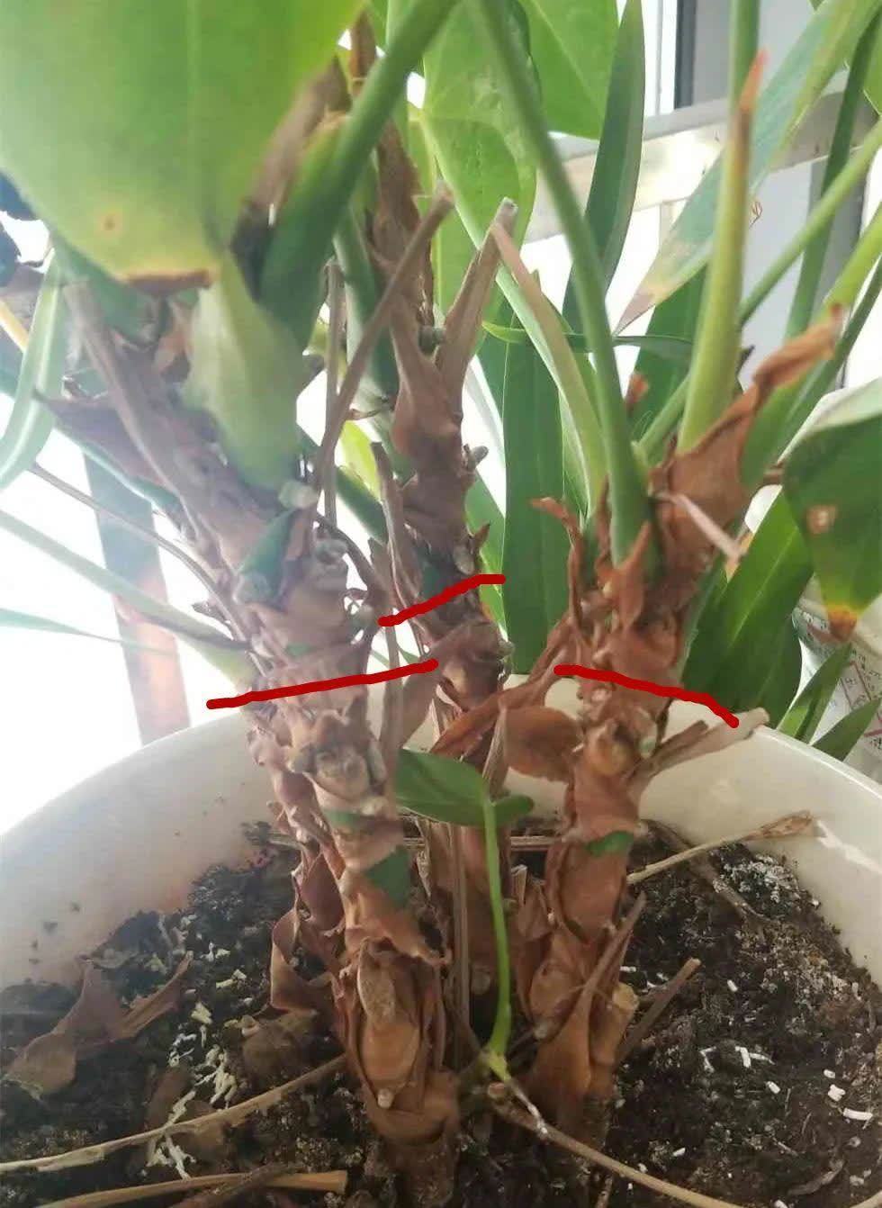 蝴蝶兰开花不是一次性,花后剪一剪,还能继续开花