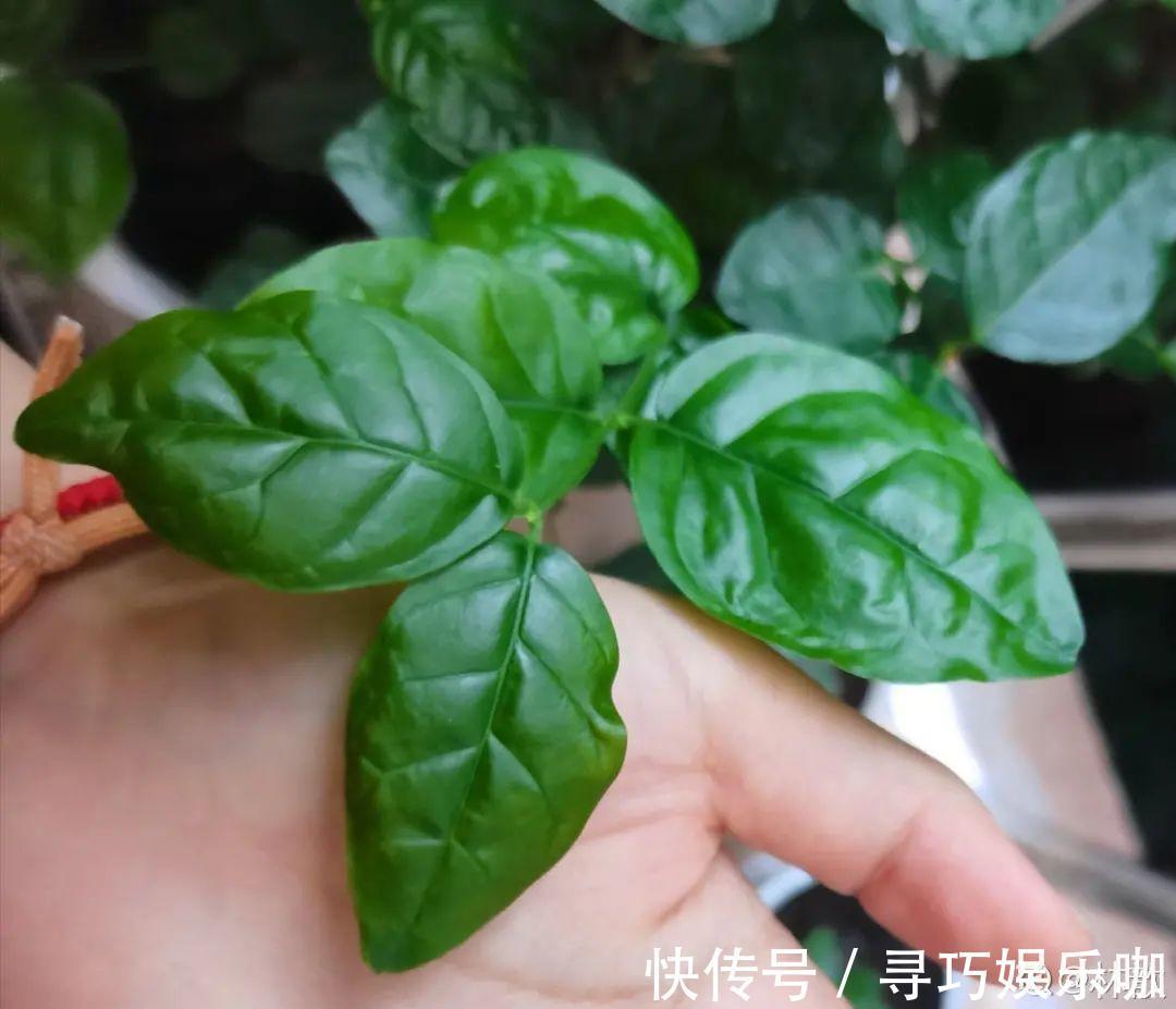 9种花特怕冷,低温浇水容易冻死,夜晚套袋子保暖