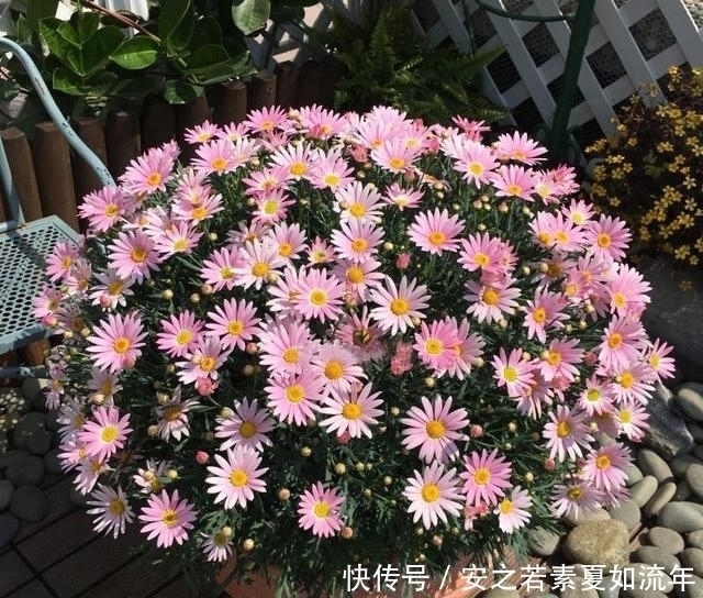 阳台|这5种花很好养,浇水就行,有阳光就爆花,阳台变花海!