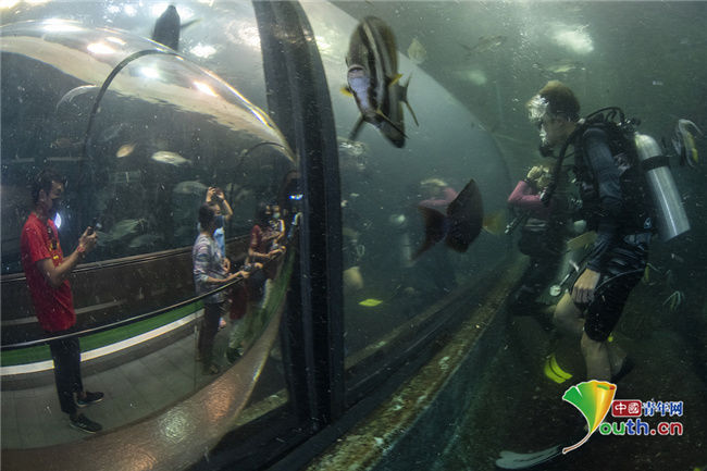 水族馆|泰国普吉岛于7月向海外游客开放 水族馆工作人员做开馆准备