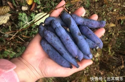 名字|农村这种野果名字不好听浑身上下都是宝,遇到可千万别错过啊!