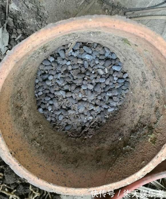 4种花爱“吃土”,1年不换盆,盆里全是根不见土,换盆才能长好