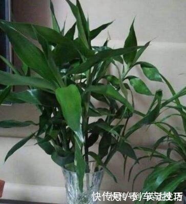 6种花,随便养一盆,空气清新“病菌”少!我就养6盆,对家人好!