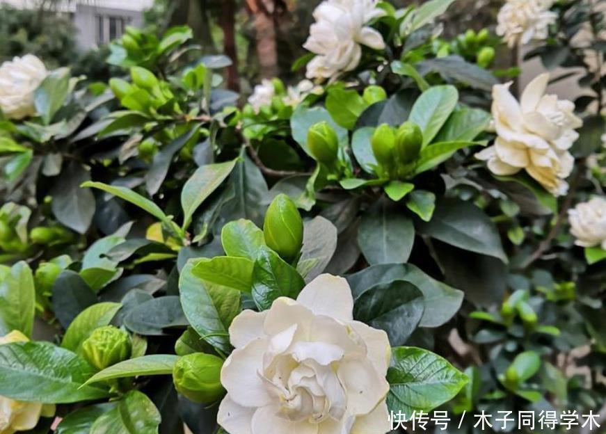 公认难养的4种花,之所以养不好,是因为你触碰了它们的“弱点”