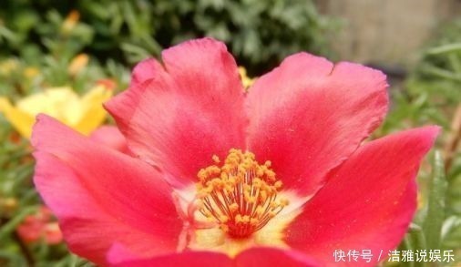 爆盆|几款艳丽的花卉，漂亮又好闻，开花勤还爱爆盆