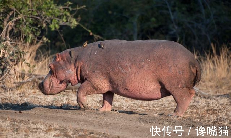 |自然界的“笑话”:每年有成千上万的鱼群,被河马粪便活活憋死?