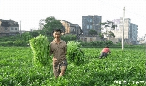  种蔬菜|在中国2毛一斤没人买，在美国却比肉还受欢迎，老外：真好吃