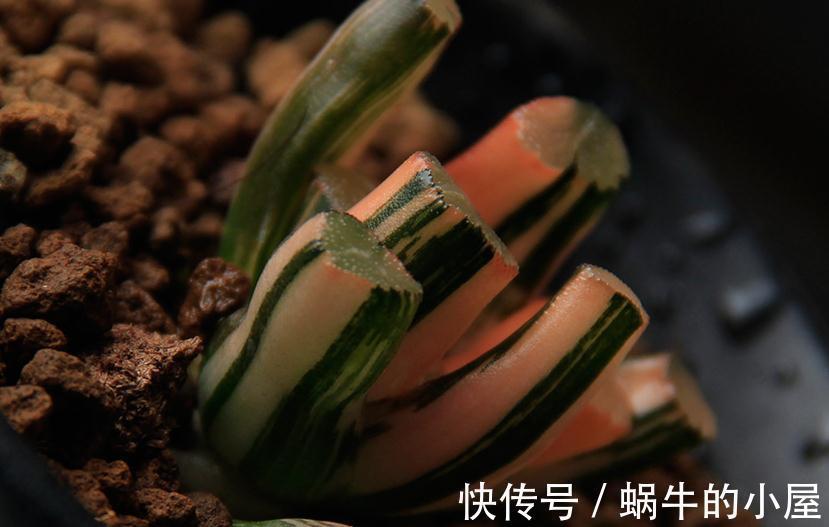 市价值为4万的多肉长什么样儿，感觉都快成精了