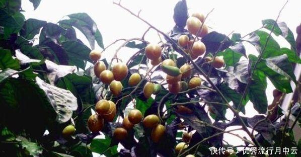 北方地区|南方农村有一种野果,烂在树上,但北方人却从来没有吃过