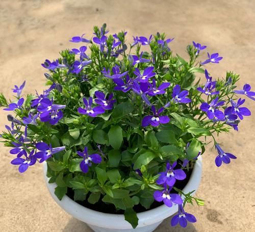 养花细节决定成败：搞不定这3点，养一盆黄一盆