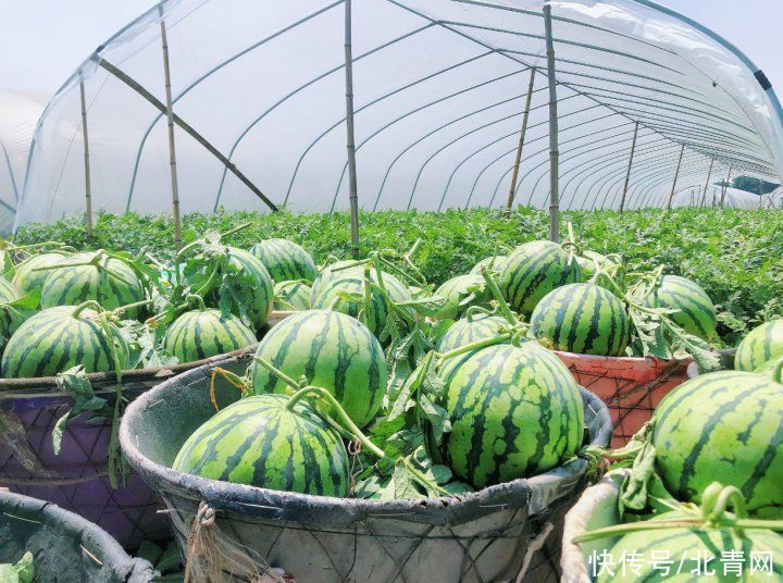 中国食品|夏天西瓜吃不完怎么办？这样冷藏最适合