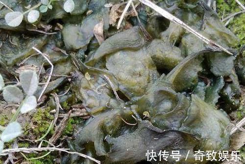 胜过|城里这种野菜一斤卖70,农村满地随便捡,营养胜过5只老母鸡