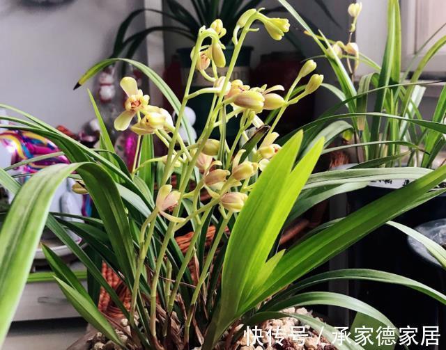 土壤|天气转凉，室内养兰花，该注意什么？盆栽谨记4点长势猛