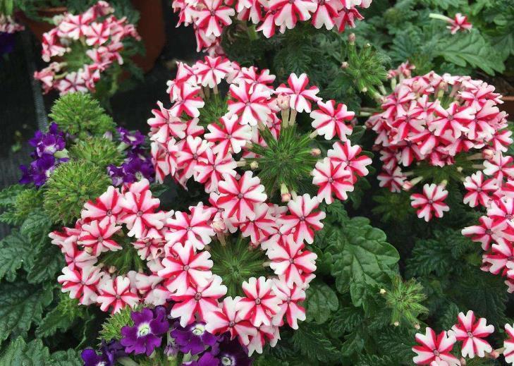 花卉植物中的“美女”，容易爆盆还好看，随便一养就是一片花海