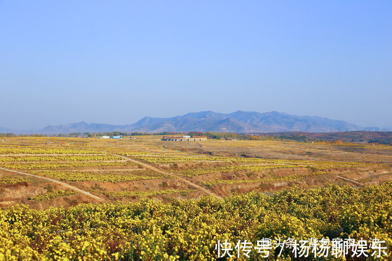 谷赏菊品菊|秋日自驾山东新泰，万亩花海良心谷赏菊品菊