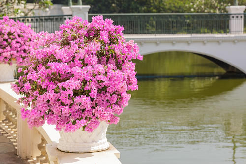三种水夏天经常给花浇一点，不招病虫害，花卉长得还茂盛