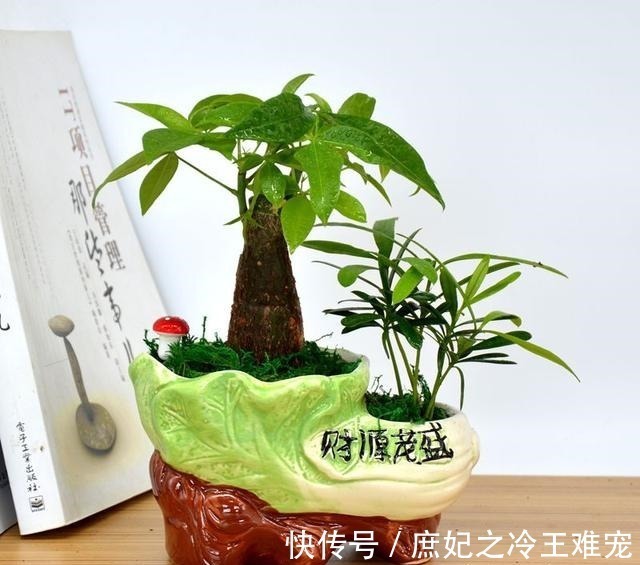 虎皮兰|可能没人知道在客厅里养这几种盆栽，对家人身体越来越好