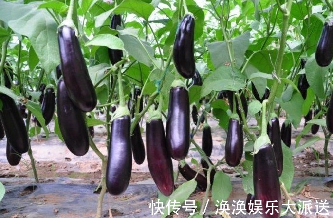 裂片|买茄子,再便宜也别买这种!学会看4点,远离激素茄子,不会买错
