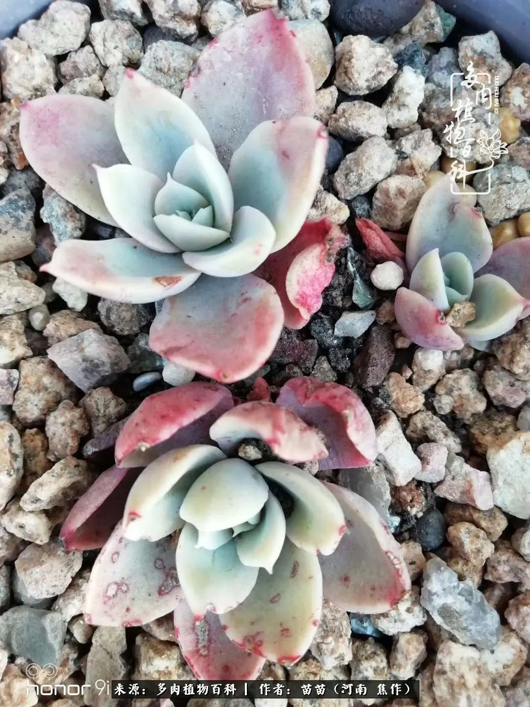 迷上多肉后，有一种喜欢叫一日看三回！