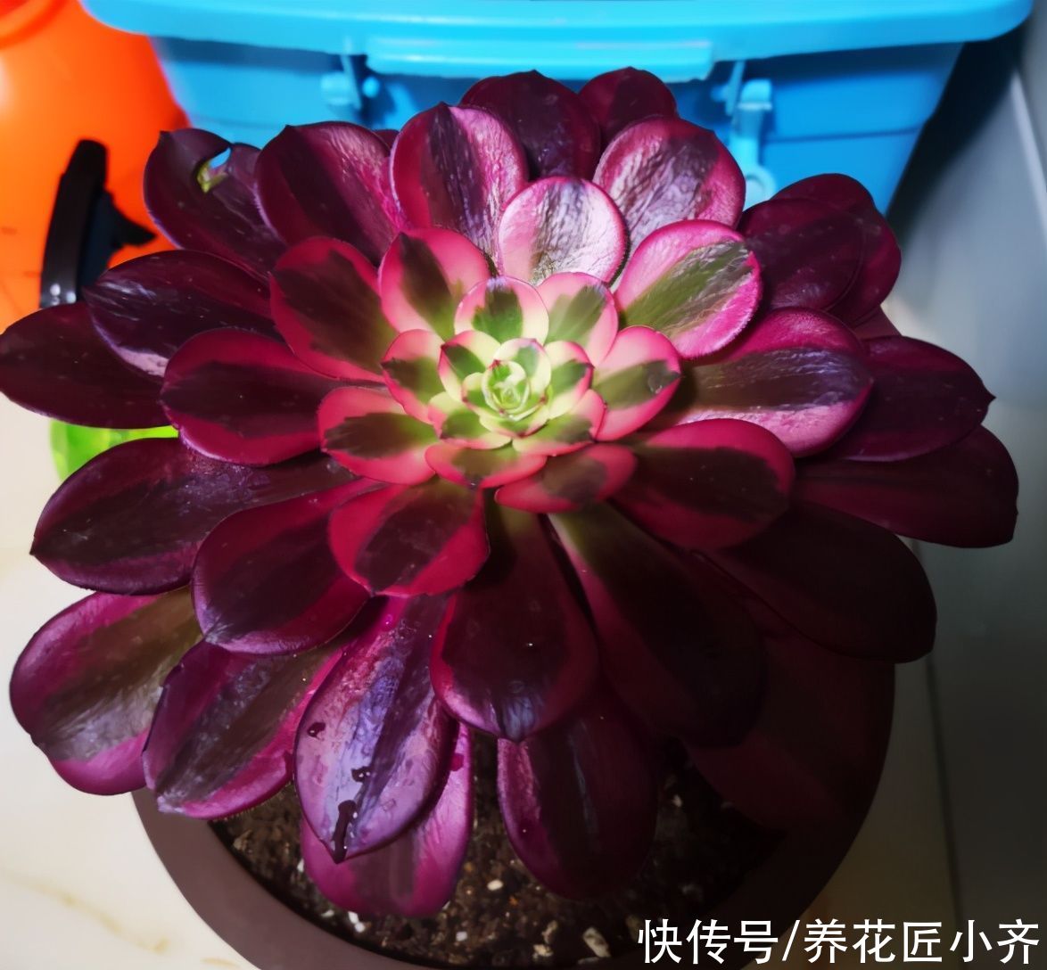 植株|法师夏季休眠，教你度夏小技巧，不仅不黑腐，还能养出漂亮状态