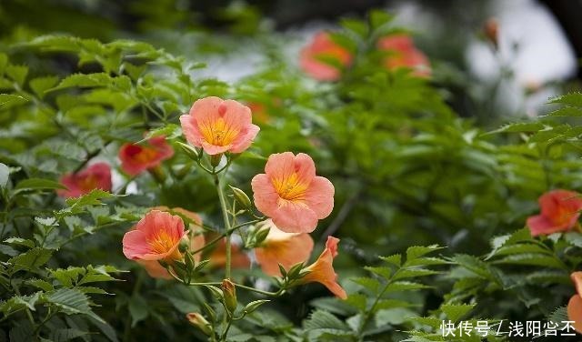 4种生长很快，又耐寒的花，打造花墙别错过！