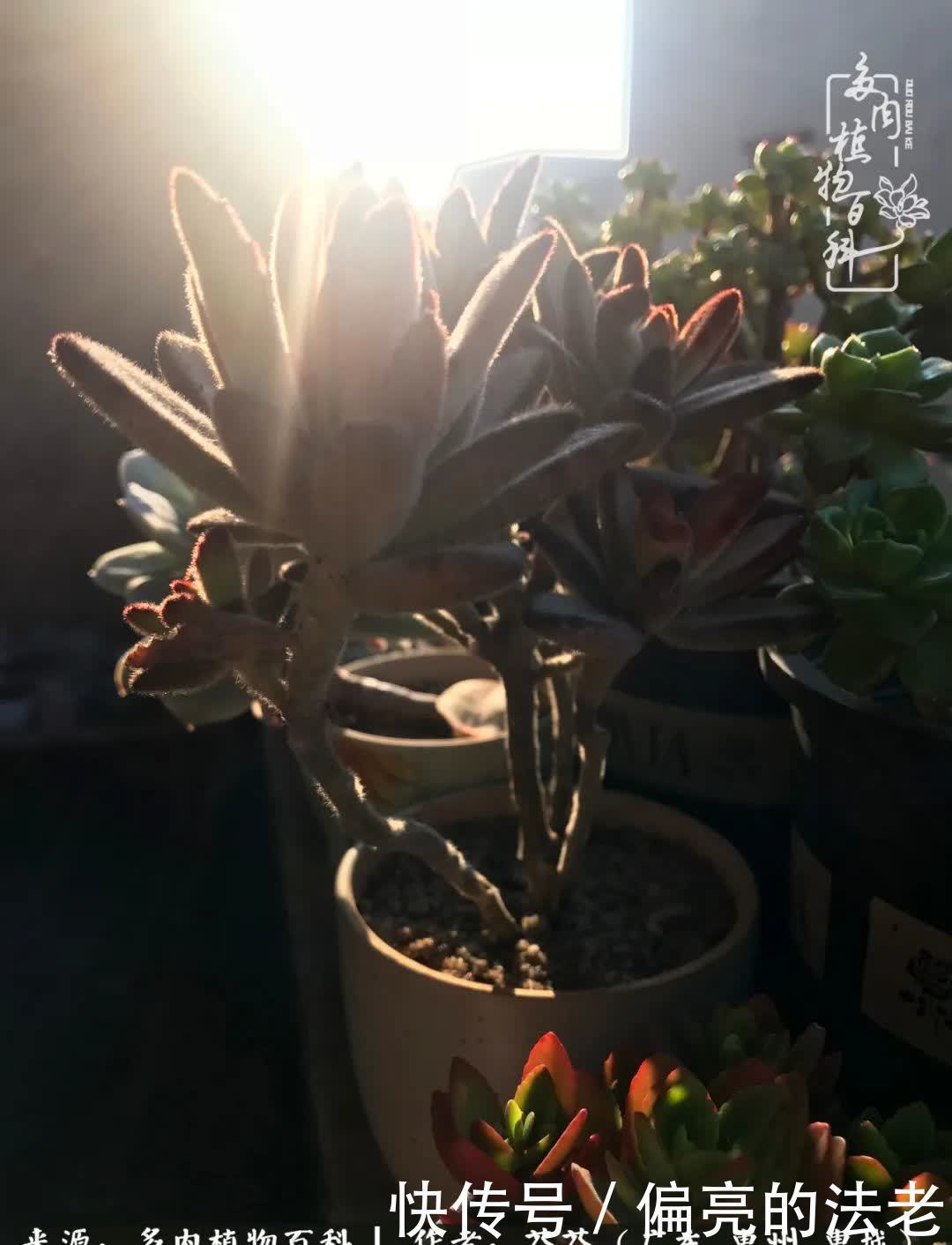 养花|一种爱好就是一种境界,养花养多肉可以培养一个人的心境!