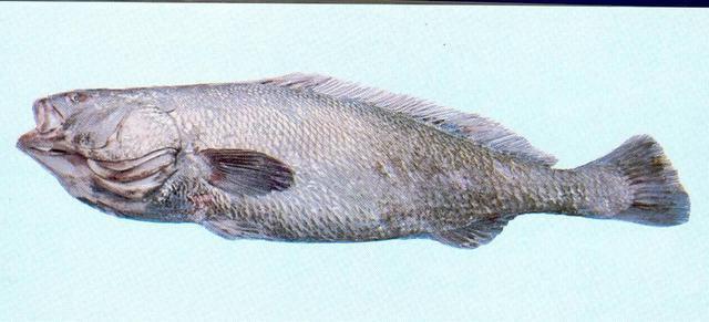 最常见的50种食用鱼，别再说你不认识，好好看看，你认识几种