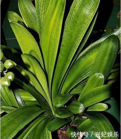 君子兰|去散步捡点它,往君子兰盆里一放,10年不烂根花开不断年年爆盆