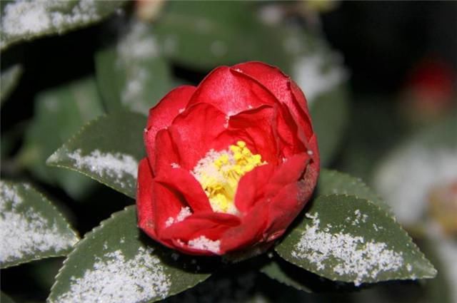 二十四番花信风之茶花：岁寒松柏如相问，一点丹红雪里开