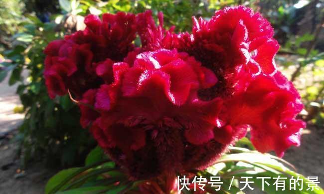 家养|鸡冠花有毒吗能在室内养吗,想不到家养鸡冠花还有这么多好处