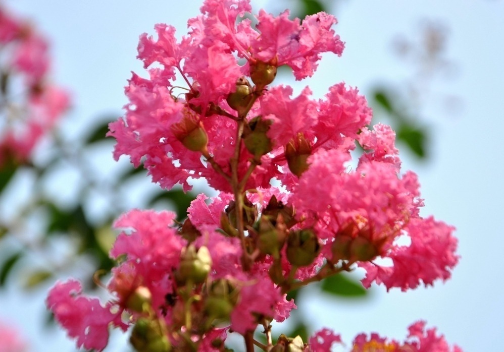 鲜花|此花所代表的是好运的花，常用来形容女子，也是一种沉迷的爱