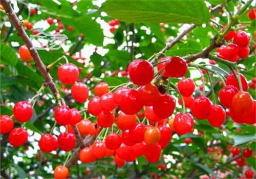 魔芋|女人想皮肤紧致，不妨多吃3种食物，美容养颜，滋润肠道