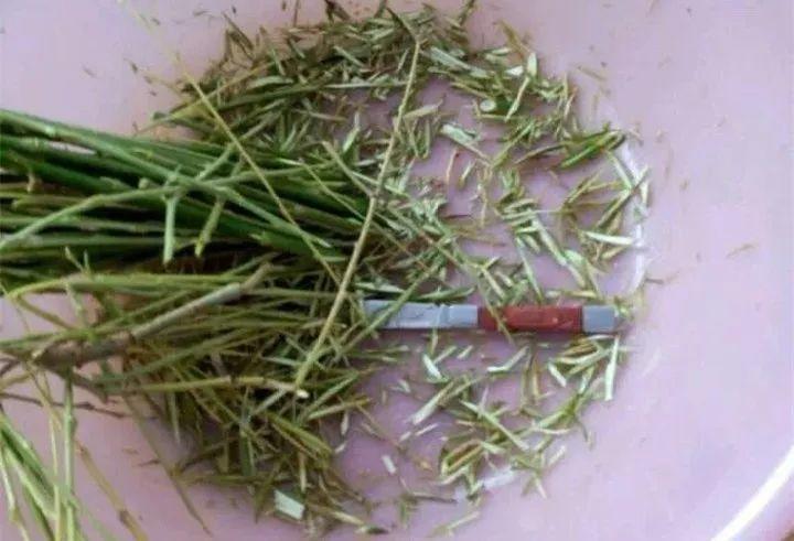 水杨酸|它是天然“生根剂”,给花浇一点,根系壮猛发芽!