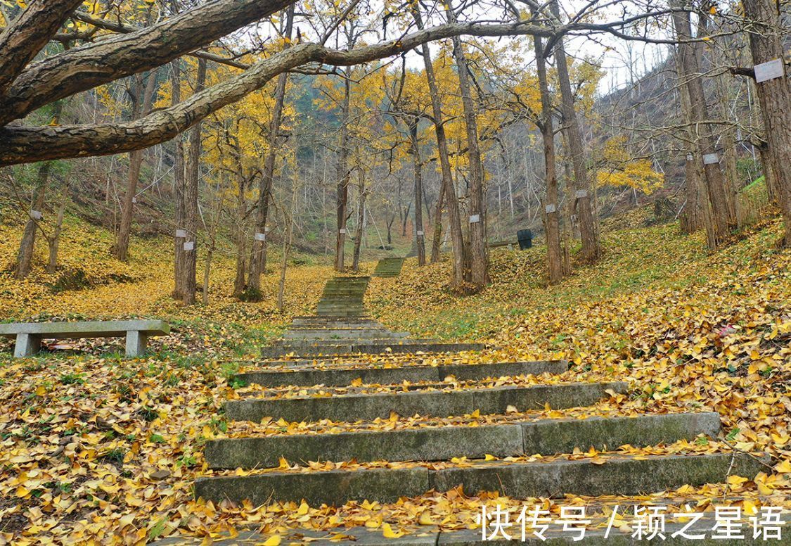 银杏树|浙江两处十里银杏长廊，一处声名远扬，一处低调冷清