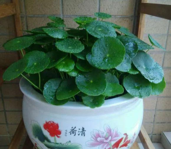 铜钱草养在这个地方,一周就爆盆,叶子能长成巴掌这么大