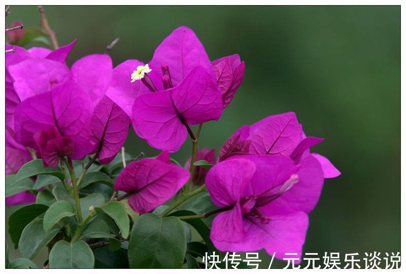 三角梅开花最简单的方法，再笨的人也能学会