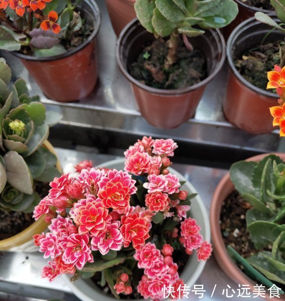 家庭养长寿花，学会“配土”，满足3个“要求”，开花持续不断