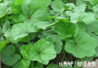 野菜|10月常吃些珍贵野菜,可治疗糖尿病、胆结石、痔疮等疾病