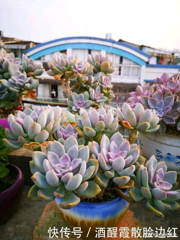 通风处|被人嫌弃的多肉“冬美人”，把它当宝一样养，长成了高攀不起的样