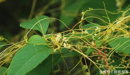 農(nóng)村|農(nóng)村這種“閻王草”,危害非常大,卻有補(bǔ)腎益精的功效