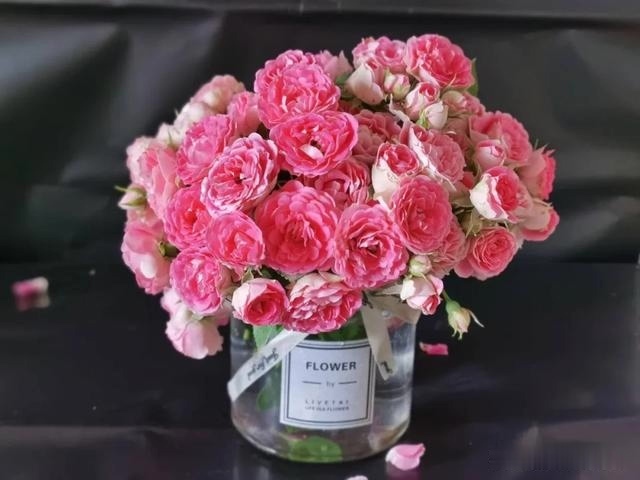 圆滚滚的绣球，瀑布般的花墙，这届花友也太会种花了吧