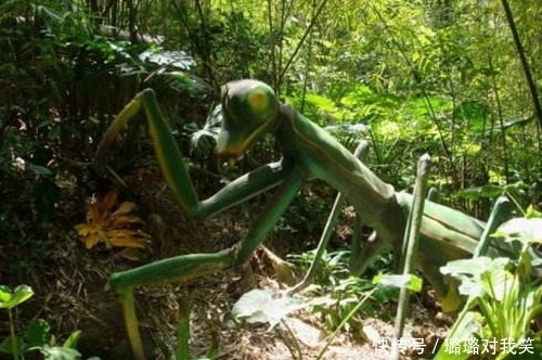 生物 地球的氧气增加一倍,会发生什么?可能螳螂比狗还要大