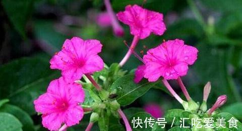 4种花会自我繁殖,盆里栽个小苗,轻松长满一大盆,太省事了