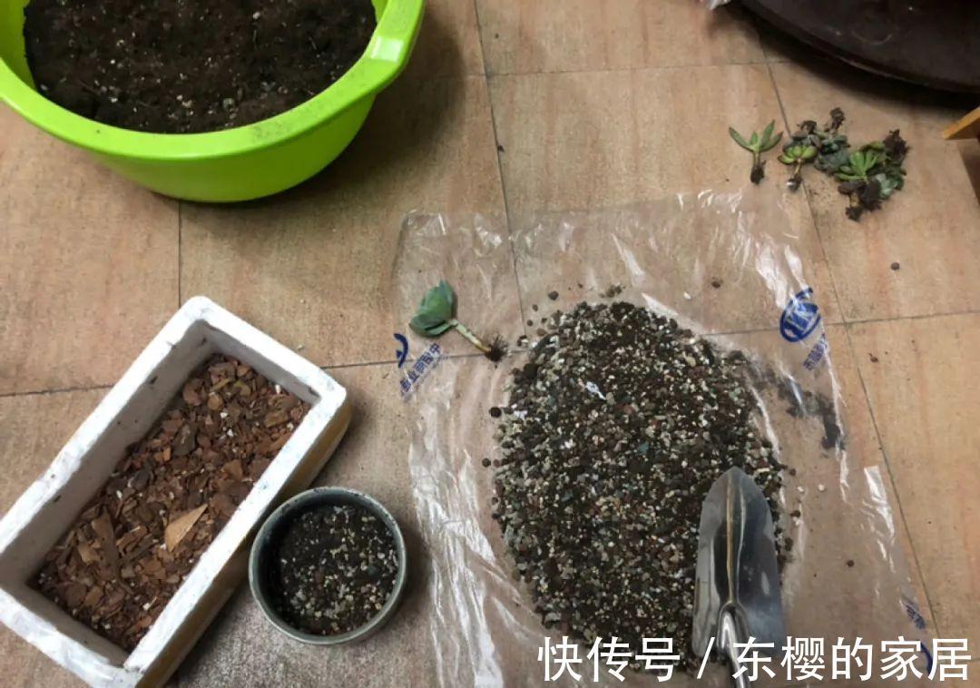 换盆时机到了，有这花赶紧换，换完立马疯长！