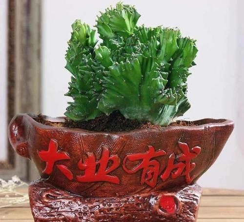  懒人|最适合懒人养的5种花，省心又好养，偶尔浇浇水就可以活