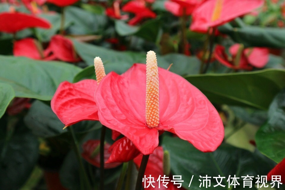 过年买花要“会挑”,4种花养家里“大吉大利”,谁看都有档次