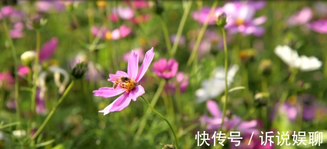 格桑花|嶲州陌上格桑花开，君可静静赏矣。