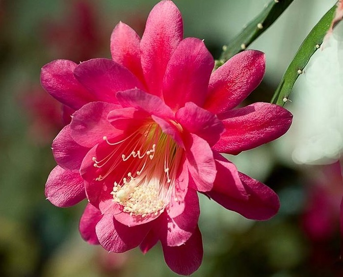 人称“假荷花”，一开上百朵，比月季好养，比睡莲美，盛夏花最旺